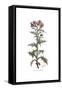 Centaurea galactites, Flora Graeca-Ferdinand Bauer-Framed Stretched Canvas