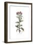 Centaurea galactites, Flora Graeca-Ferdinand Bauer-Framed Giclee Print