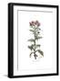 Centaurea galactites, Flora Graeca-Ferdinand Bauer-Framed Giclee Print