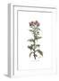 Centaurea galactites, Flora Graeca-Ferdinand Bauer-Framed Giclee Print