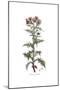 Centaurea galactites, Flora Graeca-Ferdinand Bauer-Mounted Giclee Print