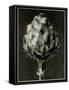 Centaurea Grecesina. 1929 (Photogravure)-Karl Blossfeldt-Framed Stretched Canvas