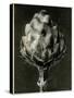 Centaurea Grecesina. 1929 (Photogravure)-Karl Blossfeldt-Stretched Canvas