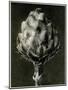 Centaurea Grecesina. 1929 (Photogravure)-Karl Blossfeldt-Mounted Giclee Print