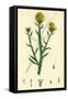Centaurea Solstitialis St. Barnaby's Thistle-null-Framed Stretched Canvas