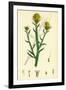 Centaurea Solstitialis St. Barnaby's Thistle-null-Framed Giclee Print