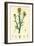 Centaurea Solstitialis St. Barnaby's Thistle-null-Framed Giclee Print