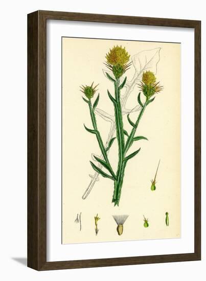 Centaurea Solstitialis St. Barnaby's Thistle-null-Framed Giclee Print