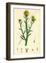 Centaurea Solstitialis St. Barnaby's Thistle-null-Framed Giclee Print