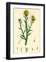 Centaurea Solstitialis St. Barnaby's Thistle-null-Framed Giclee Print