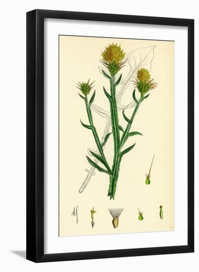 Centaurea Solstitialis St. Barnaby's Thistle-null-Framed Giclee Print