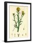 Centaurea Solstitialis St. Barnaby's Thistle-null-Framed Giclee Print