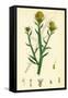 Centaurea Solstitialis St. Barnaby's Thistle-null-Framed Stretched Canvas