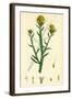 Centaurea Solstitialis St. Barnaby's Thistle-null-Framed Giclee Print