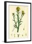 Centaurea Solstitialis St. Barnaby's Thistle-null-Framed Giclee Print