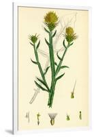 Centaurea Solstitialis St. Barnaby's Thistle-null-Framed Giclee Print