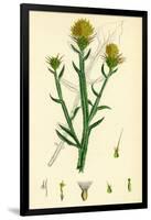 Centaurea Solstitialis St. Barnaby's Thistle-null-Framed Giclee Print