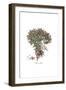 Centaurea spinosa, Flora Graeca-Ferdinand Bauer-Framed Giclee Print