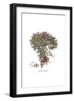 Centaurea spinosa, Flora Graeca-Ferdinand Bauer-Framed Giclee Print