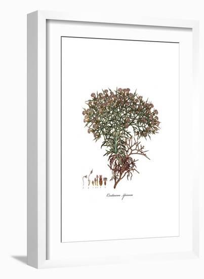 Centaurea spinosa, Flora Graeca-Ferdinand Bauer-Framed Giclee Print