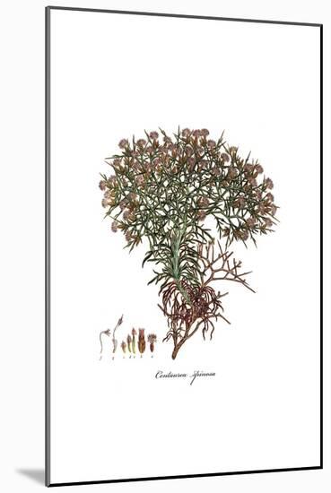 Centaurea spinosa, Flora Graeca-Ferdinand Bauer-Mounted Giclee Print