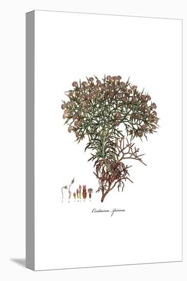 Centaurea spinosa, Flora Graeca-Ferdinand Bauer-Stretched Canvas