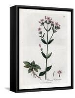 Centauree Chironia - Centaury, Chironia Centaurium. Handcoloured Copperplate Engraving from a Botan-James Sowerby-Framed Stretched Canvas