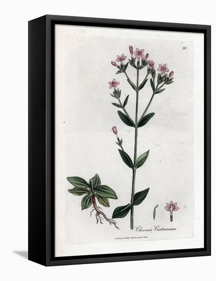 Centauree Chironia - Centaury, Chironia Centaurium. Handcoloured Copperplate Engraving from a Botan-James Sowerby-Framed Stretched Canvas