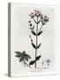 Centauree Chironia - Centaury, Chironia Centaurium. Handcoloured Copperplate Engraving from a Botan-James Sowerby-Stretched Canvas