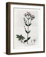 Centauree Chironia - Centaury, Chironia Centaurium. Handcoloured Copperplate Engraving from a Botan-James Sowerby-Framed Giclee Print