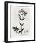 Centauree Chironia - Centaury, Chironia Centaurium. Handcoloured Copperplate Engraving from a Botan-James Sowerby-Framed Giclee Print