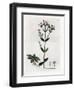 Centauree Chironia - Centaury, Chironia Centaurium. Handcoloured Copperplate Engraving from a Botan-James Sowerby-Framed Giclee Print