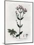 Centauree Chironia - Centaury, Chironia Centaurium. Handcoloured Copperplate Engraving from a Botan-James Sowerby-Mounted Giclee Print