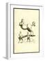 Centaurs & Satyrs-Ulisse Aldrovandi-Framed Art Print