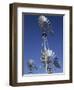 Center Historic Windmills, American Wind Power Center, Lubbock, Texas-Walter Bibikow-Framed Photographic Print