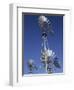 Center Historic Windmills, American Wind Power Center, Lubbock, Texas-Walter Bibikow-Framed Photographic Print