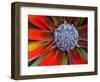 Center of a Blooming Agave, San Francisco Conservatory, California, USA-Darrell Gulin-Framed Photographic Print