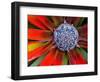 Center of a Blooming Agave, San Francisco Conservatory, California, USA-Darrell Gulin-Framed Photographic Print