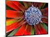 Center of a Blooming Agave, San Francisco Conservatory, California, USA-Darrell Gulin-Mounted Photographic Print