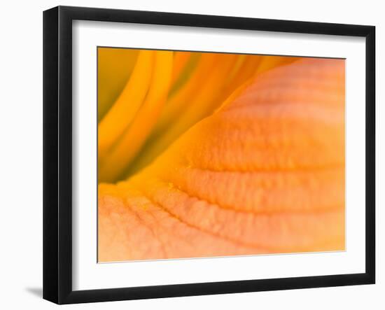 Center of A Pink Day Lily, Arlington, Virginia, USA-Corey Hilz-Framed Photographic Print