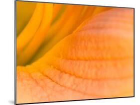 Center of A Pink Day Lily, Arlington, Virginia, USA-Corey Hilz-Mounted Photographic Print