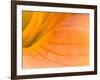 Center of A Pink Day Lily, Arlington, Virginia, USA-Corey Hilz-Framed Photographic Print