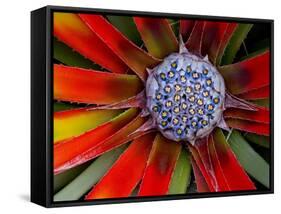 Center of an Agave Plant-Darrell Gulin-Framed Stretched Canvas