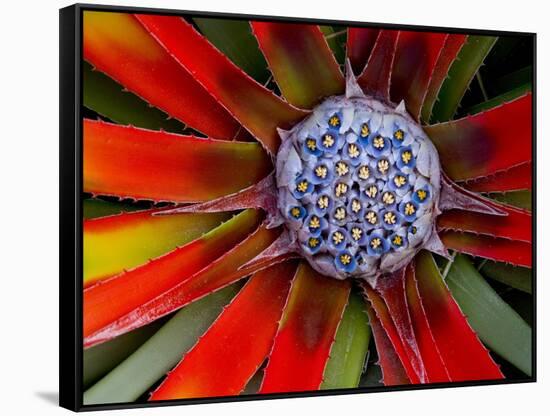 Center of an Agave Plant-Darrell Gulin-Framed Stretched Canvas