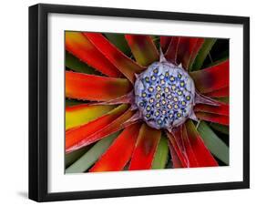 Center of an Agave Plant-Darrell Gulin-Framed Premium Photographic Print