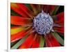 Center of an Agave Plant-Darrell Gulin-Framed Photographic Print