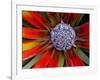 Center of an Agave Plant-Darrell Gulin-Framed Photographic Print