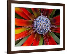 Center of an Agave Plant-Darrell Gulin-Framed Photographic Print