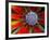 Center of an Agave Plant-Darrell Gulin-Framed Photographic Print