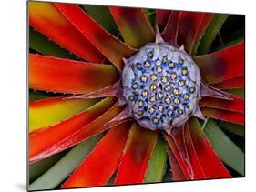 Center of an Agave Plant-Darrell Gulin-Mounted Photographic Print